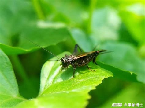 房間有蟋蟀|【房間有蟋蟀】房間有蟋蟀？驚！可能是這5大原因造成的，教你3。